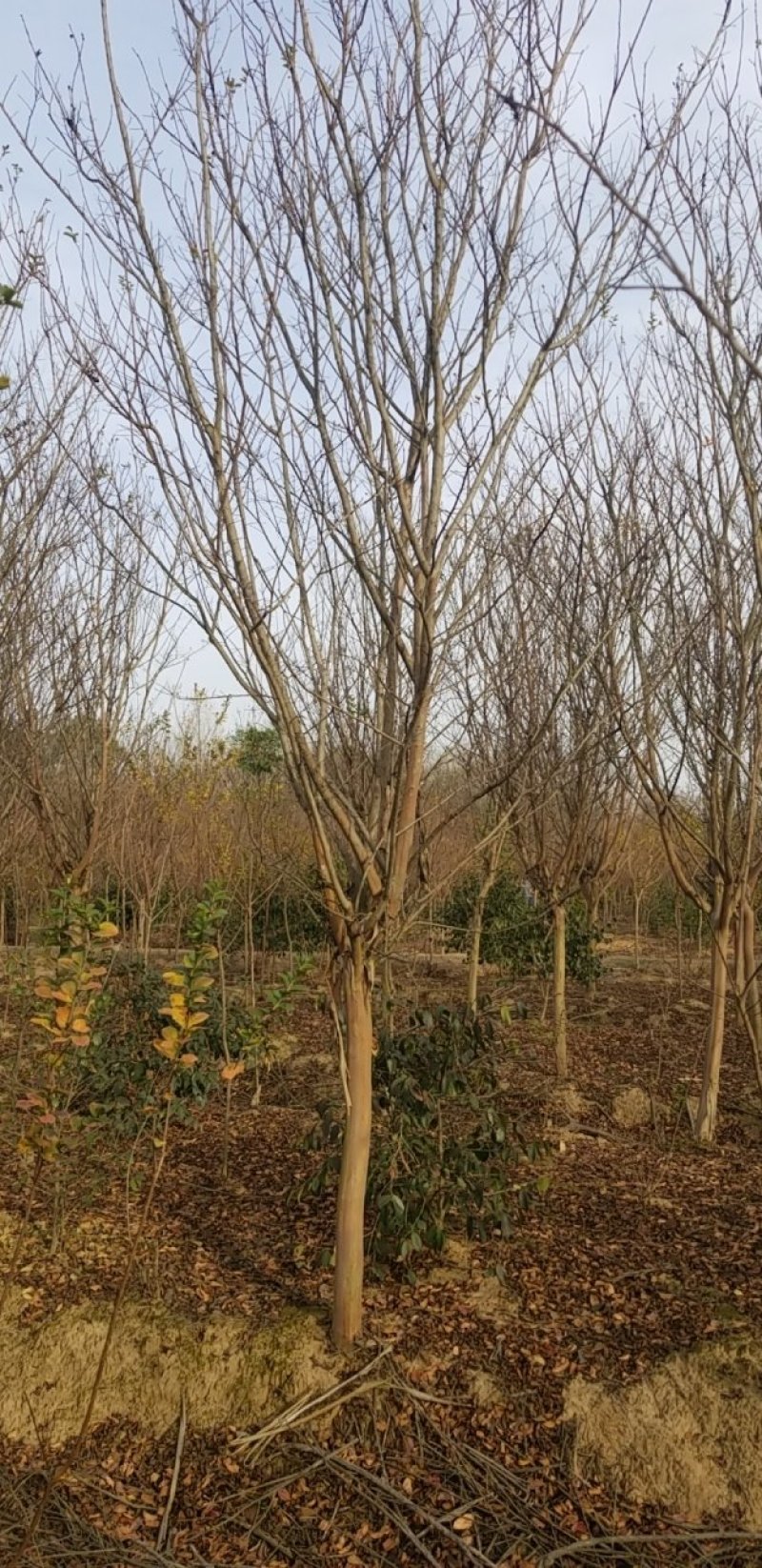 紫薇，丛生百日红常年直销（各种规格精品百日红）