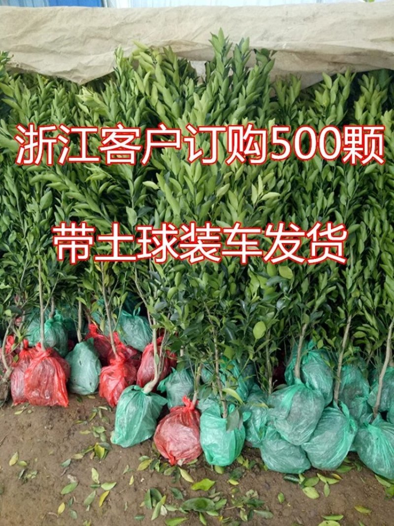 🔥热销【企业认证】无籽沃柑品种纯正基地直发可发票