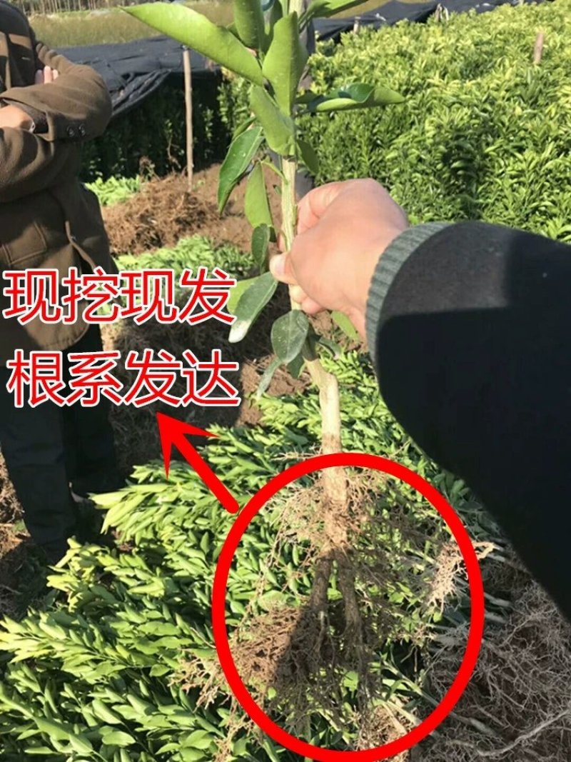 🔥热销【企业认证】无籽沃柑品种纯正基地直发可发票