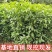 🔥热销【企业认证】无籽沃柑品种纯正基地直发可发票