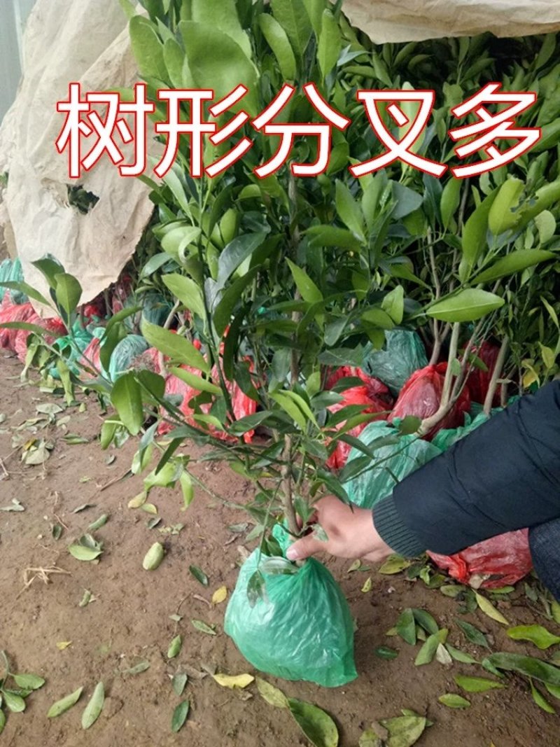 🔥热销【企业认证】无籽沃柑品种纯正基地直发可发票