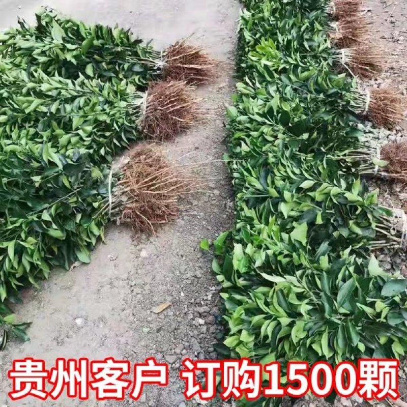🔥热销【企业认证】无籽沃柑品种纯正基地直发可发票