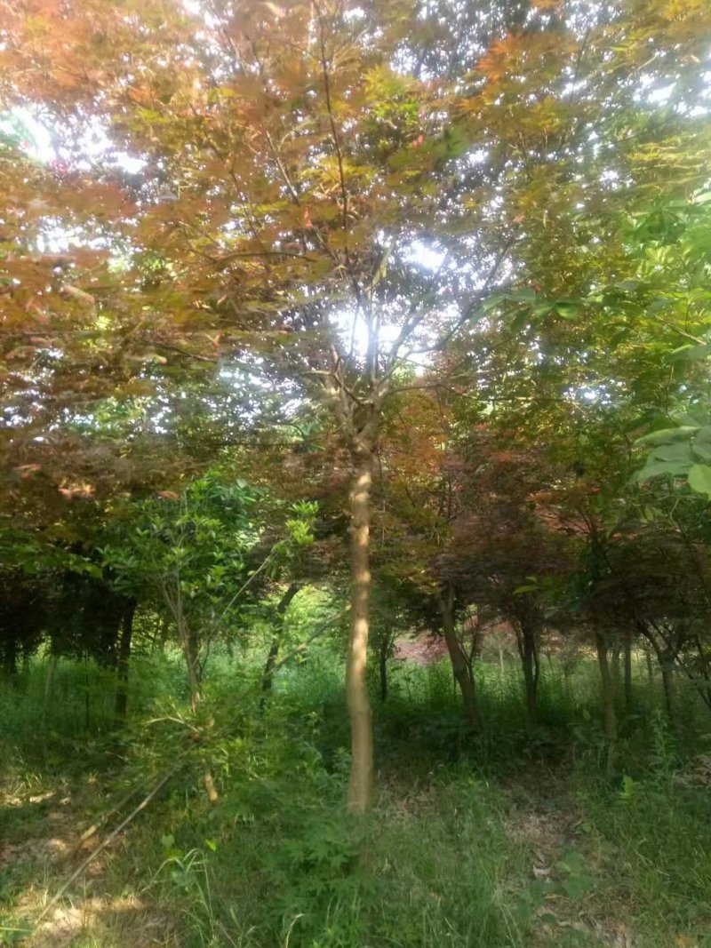 红枫（中国红枫.日本红枫）苗圃基地常年直销