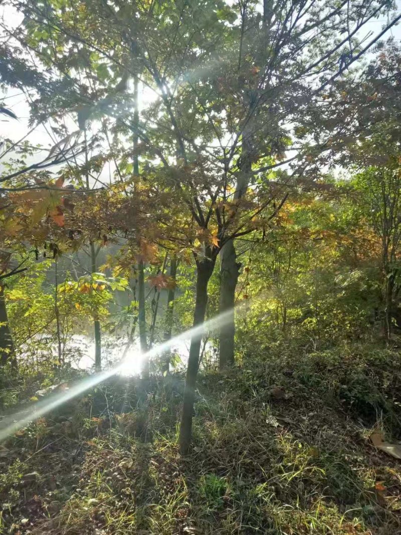 红枫（中国红枫.日本红枫）苗圃基地常年直销