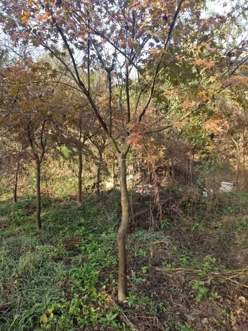 红枫（中国红枫.日本红枫）苗圃基地常年直销