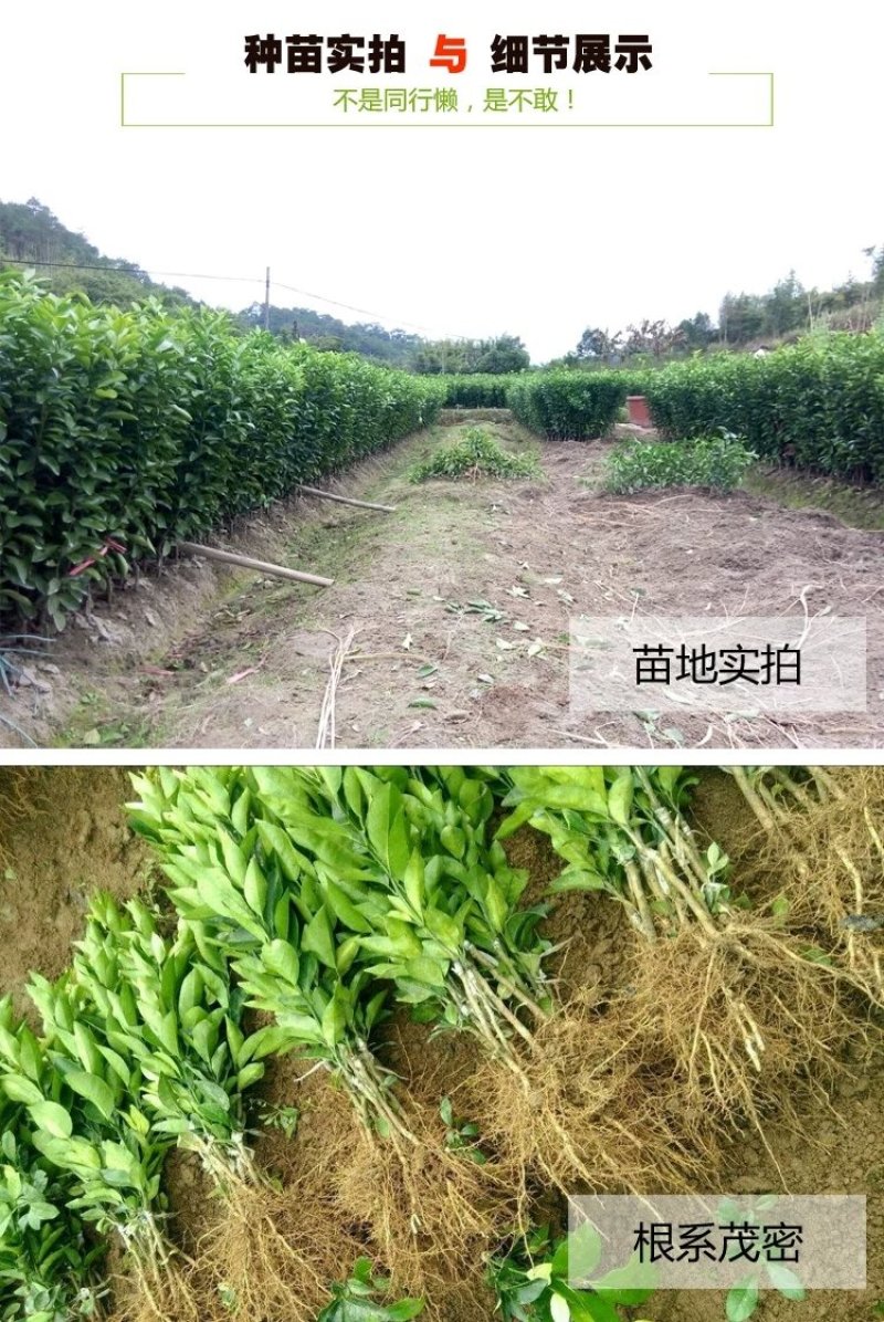 🔥热销【企业认证】无籽沃柑品种纯正基地直发可发票