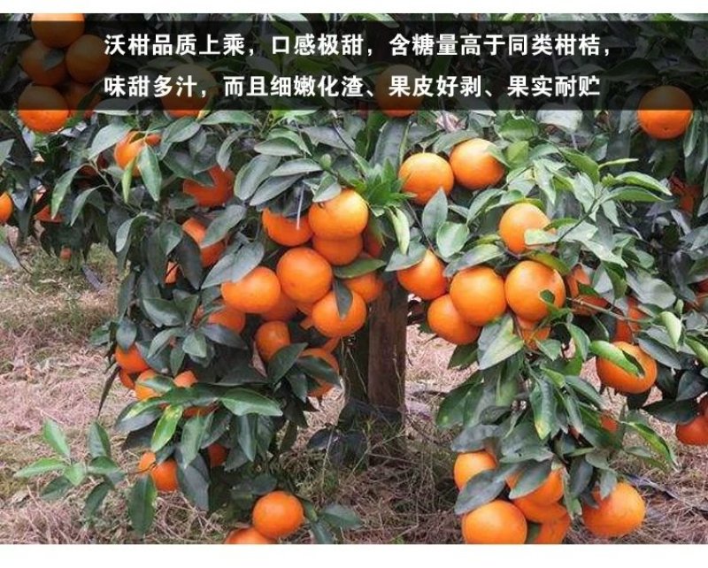 🔥热销【企业认证】无籽沃柑品种纯正基地直发可发票