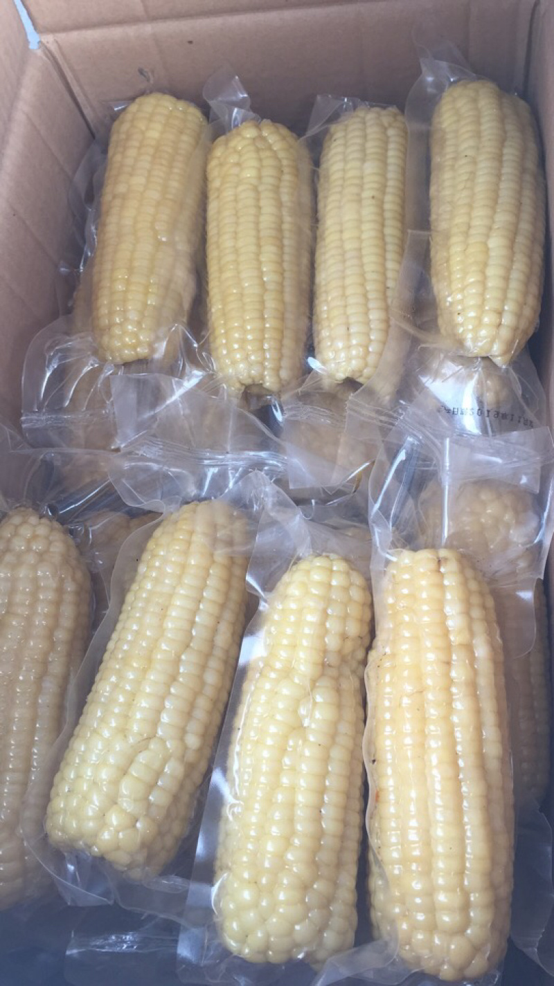 新疆自产优质香甜粘糯玉米