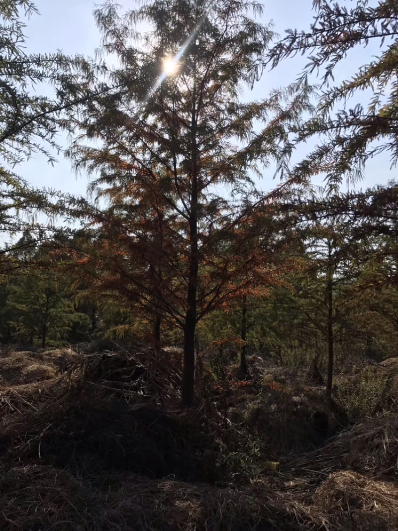 12-20中山杉，落羽杉大量供应！基地一手货源！！