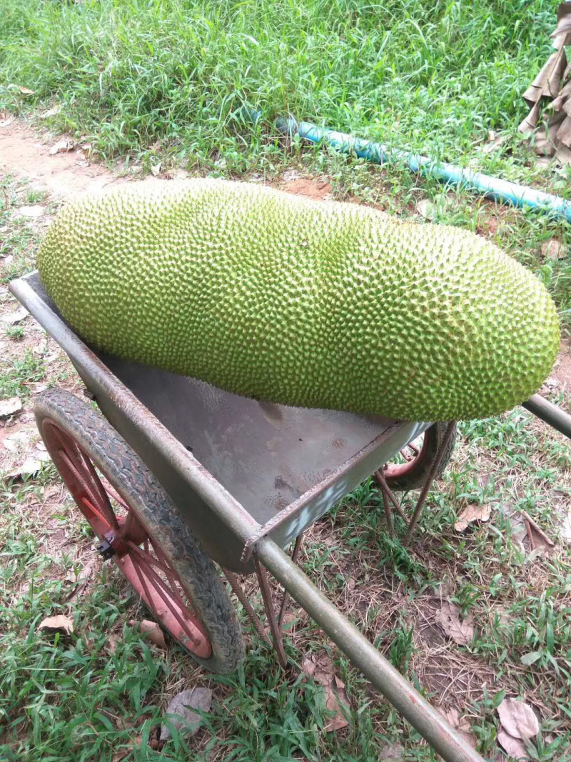 精品大果🏅️海南菠萝蜜黄肉圆润饱满合适水果店超市剥肉