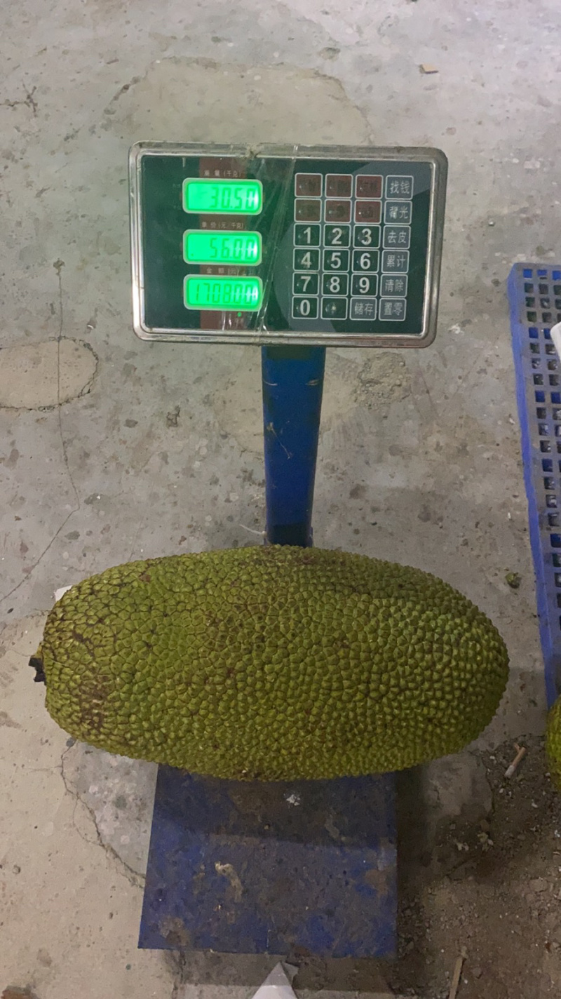 精品大果🏅️海南菠萝蜜黄肉圆润饱满合适水果店超市剥肉