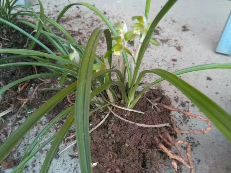 春兰花草下山夏兰草花包邮