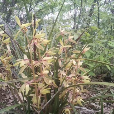 春兰花草下山夏兰草花包邮