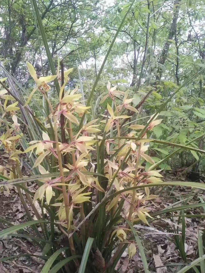 春兰花草下山夏兰草花包邮