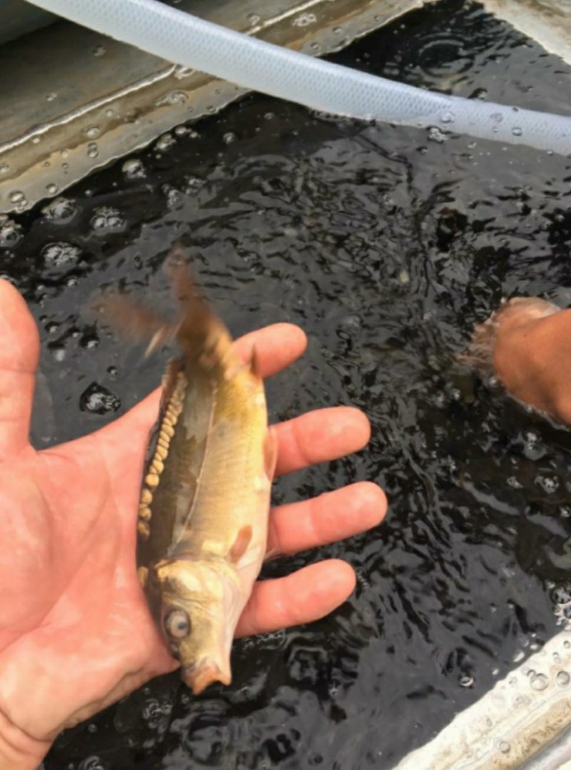 台湾泥鳅苗送货上门货到付款支持快递空运