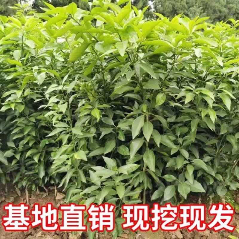 🔥热销【企业认证】沃柑苗包活品种纯可开发票