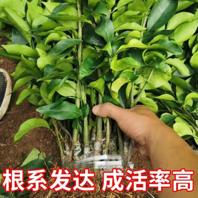 🔥热销【企业认证】沃柑苗包活品种纯可开发票