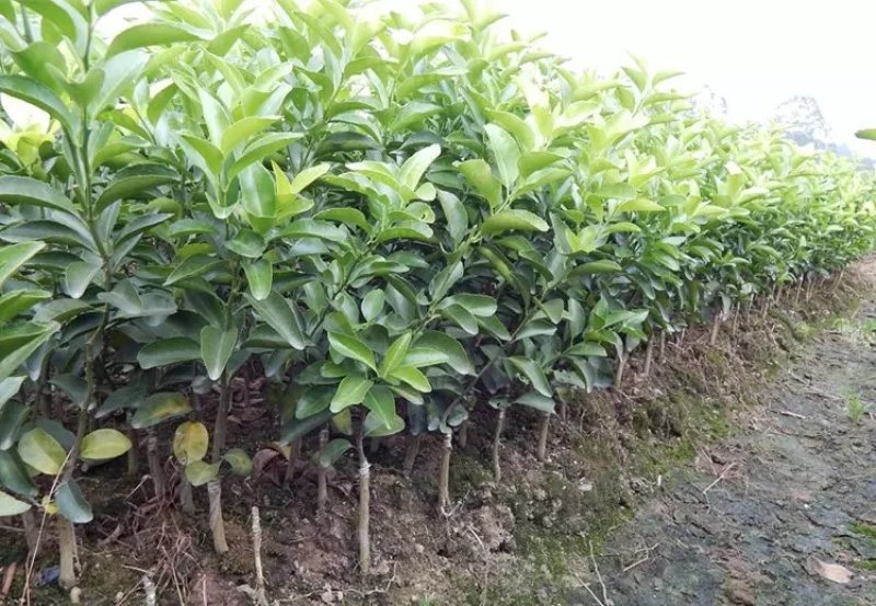 🔥热销【企业认证】沃柑苗包活品种纯可开发票