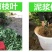 🔥热销【企业认证】沃柑苗包活品种纯可开发票