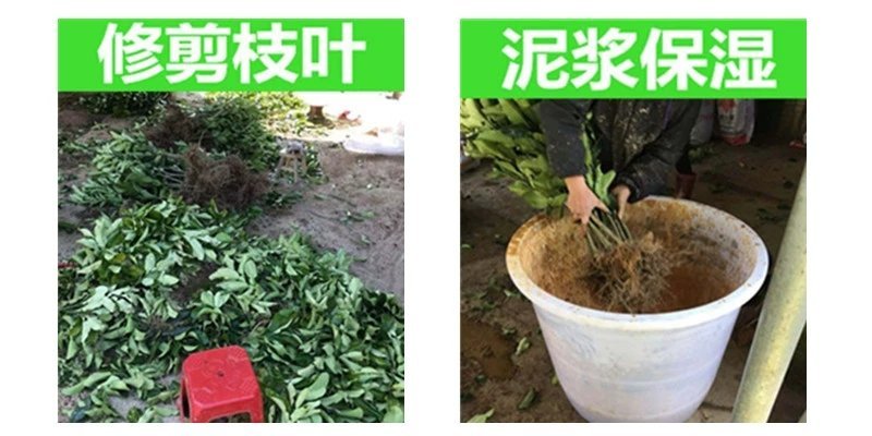 🔥热销【企业认证】沃柑苗包活品种纯可开发票