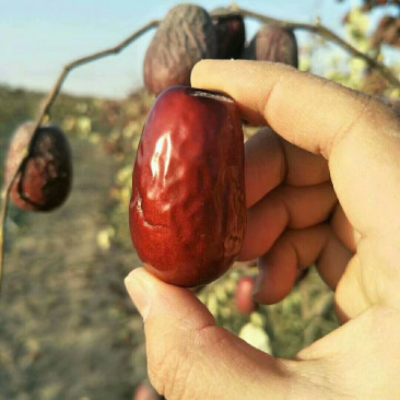 来自大美新疆的特产干果