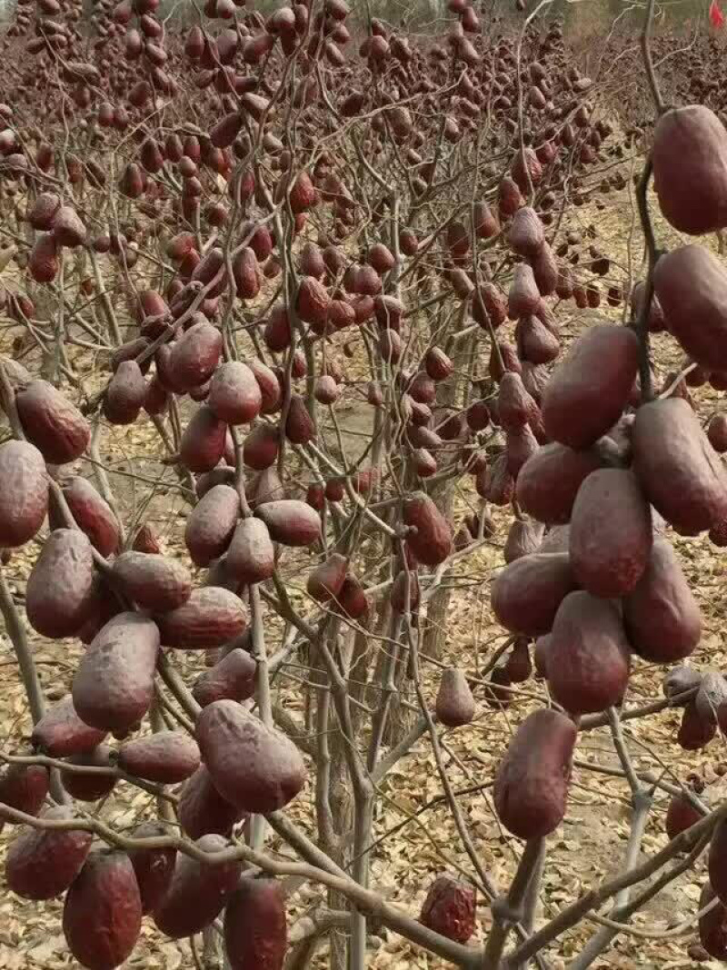 来自大美新疆的特产干果