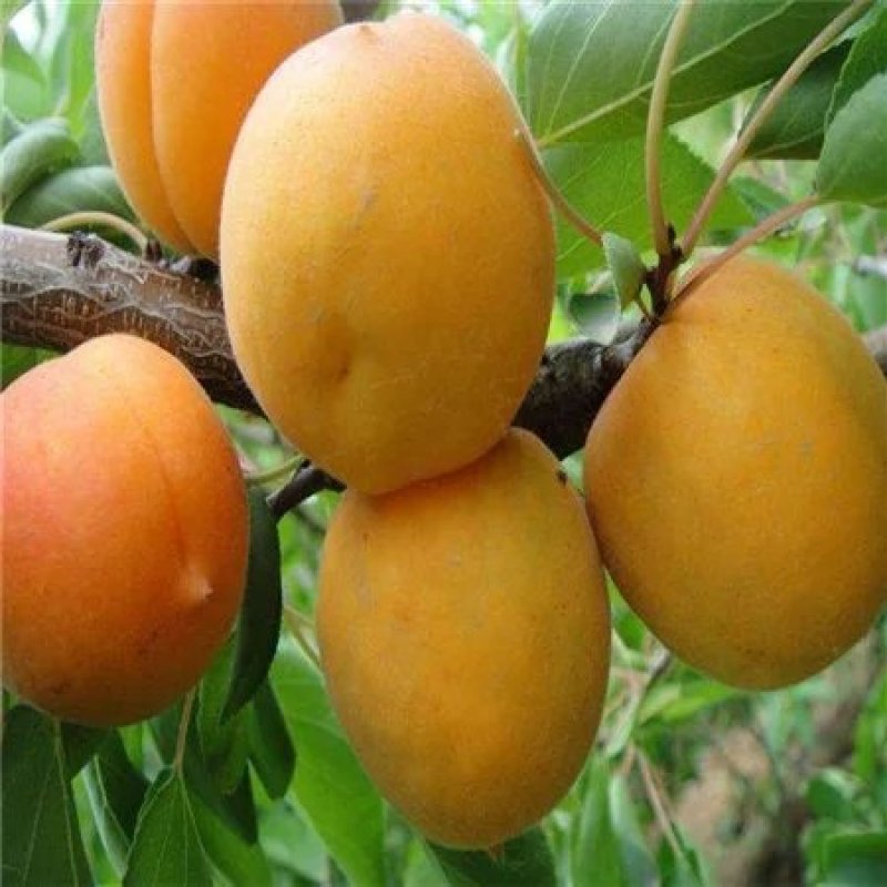 杏树苗，芒果杏，荷兰香蜜杏，吊干杏，苗圃现挖，产地直供