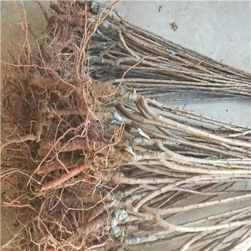 杏树苗，芒果杏，荷兰香蜜杏，吊干杏，苗圃现挖，产地直供