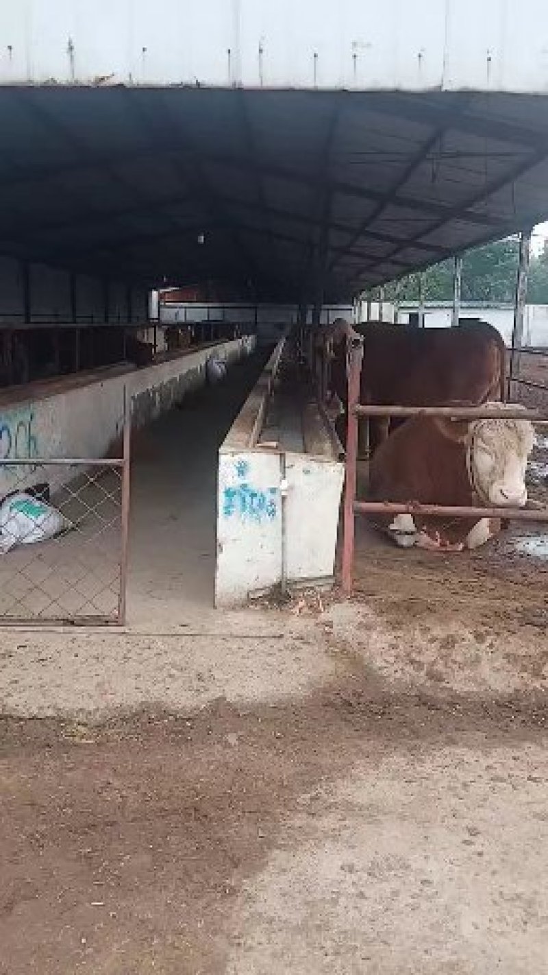 牛犊五元杂交牛鲁西黄牛全国免费送货