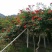 长廊假山别墅藤本绿化植物，大花凌霄苗15年生以上