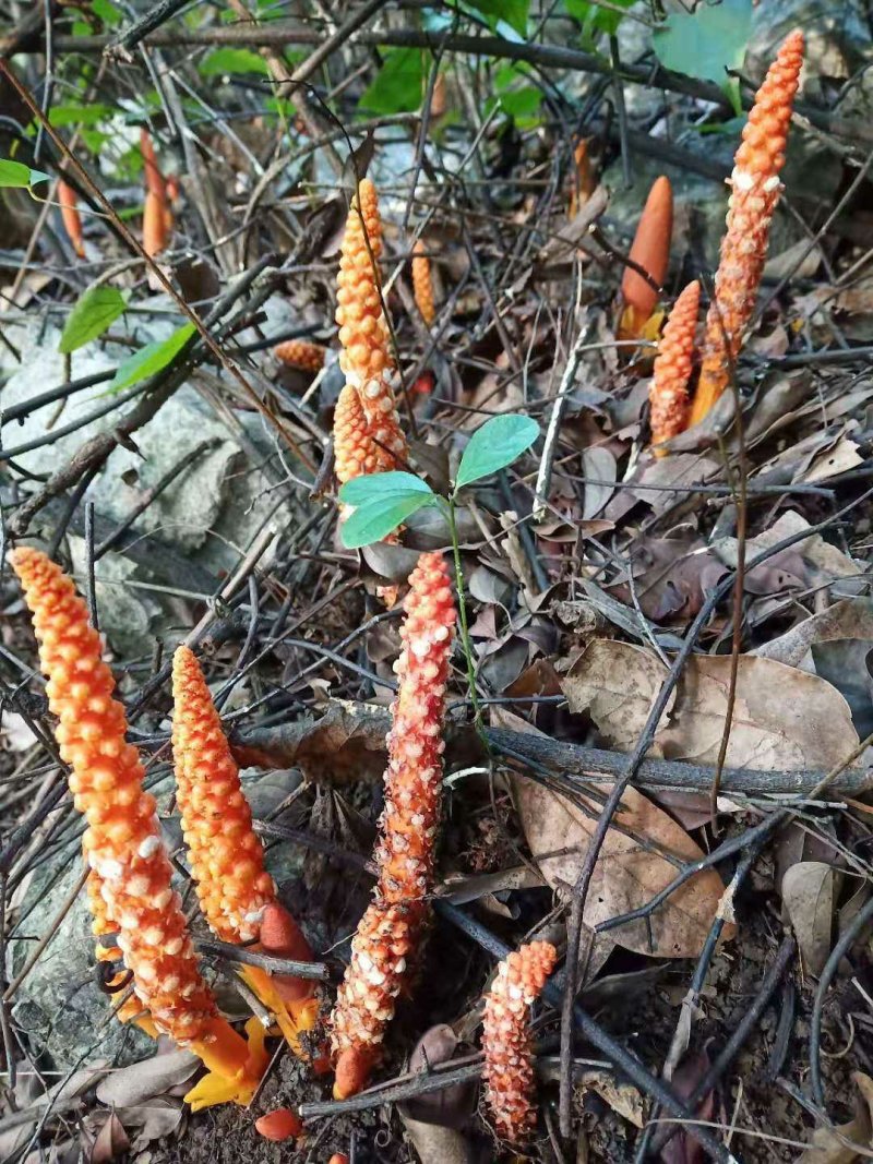 回春草、大瑶山野生回春草“顶天柱”产地直销