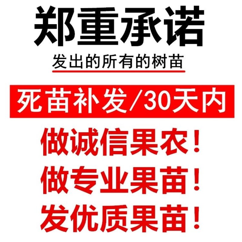 🔥热销【八月瓜苗】新品种改良巨果皮薄肉厚包活包技术