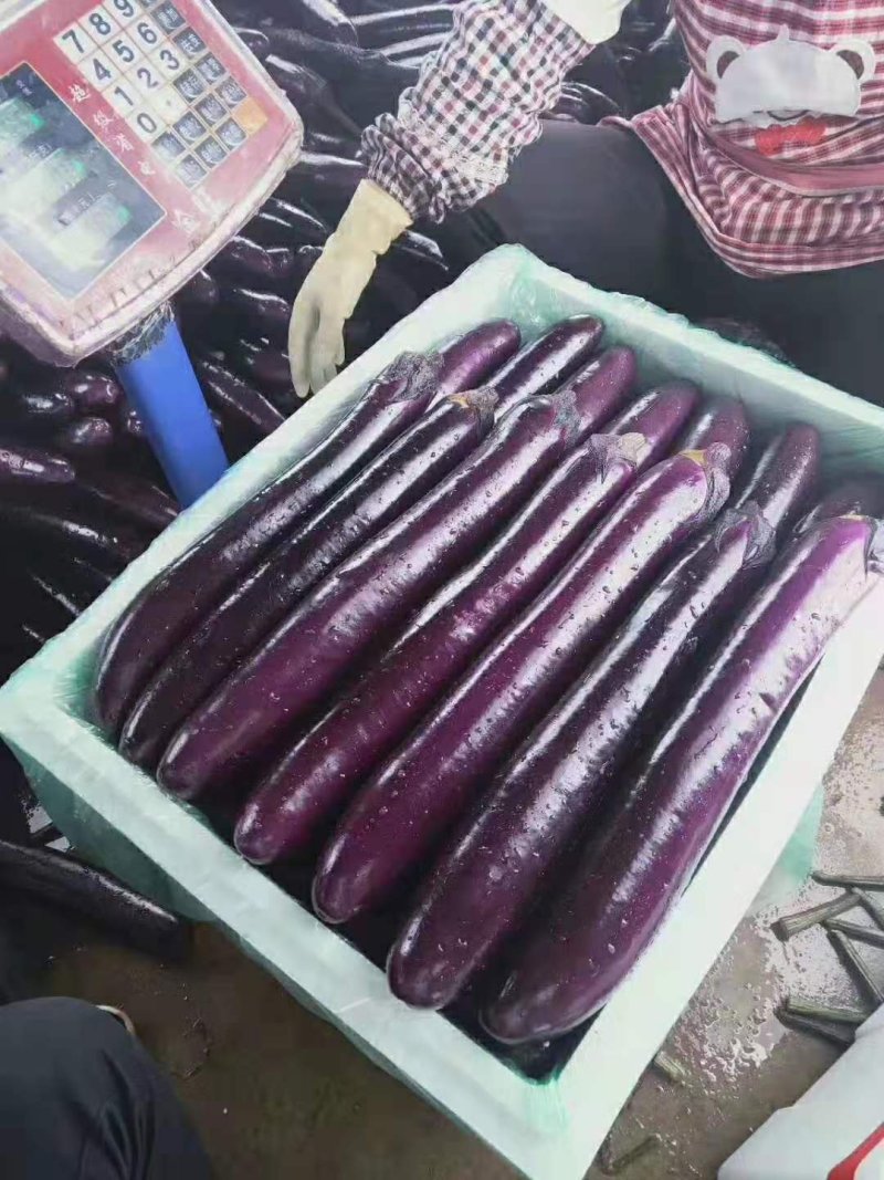 云南紫皮长茄子长30cm直径5cm基地货源包售后