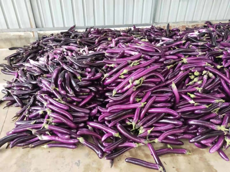 云南紫皮长茄子长30cm直径5cm基地货源包售后