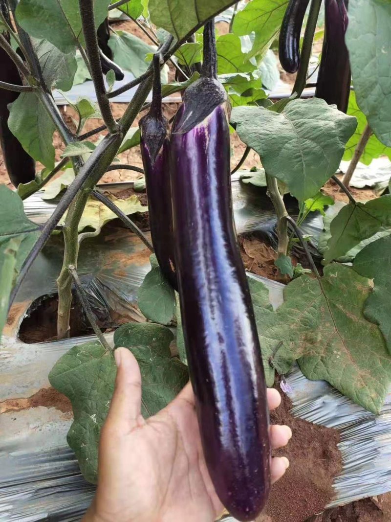 云南紫皮长茄子长30cm直径5cm基地货源包售后