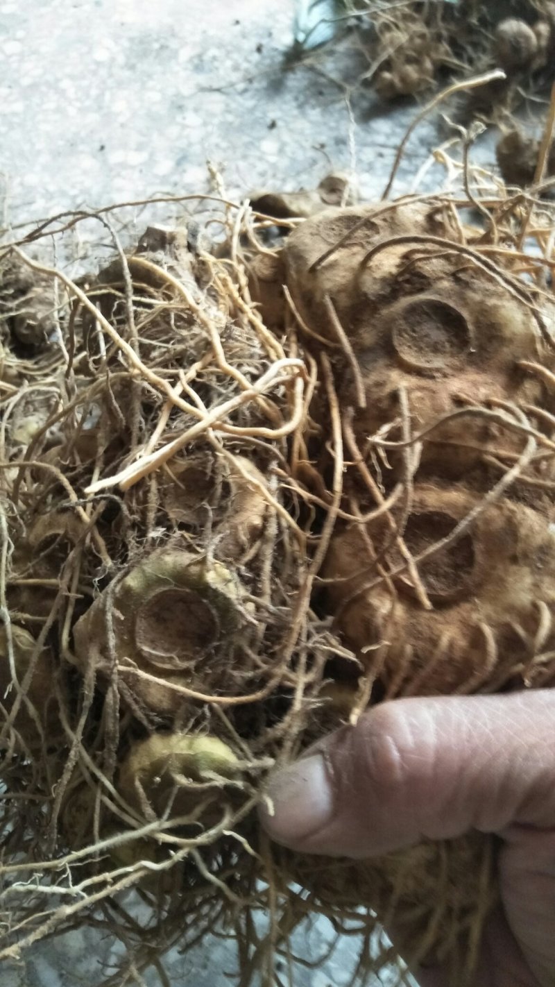 黄精种苗野生的假货包赔