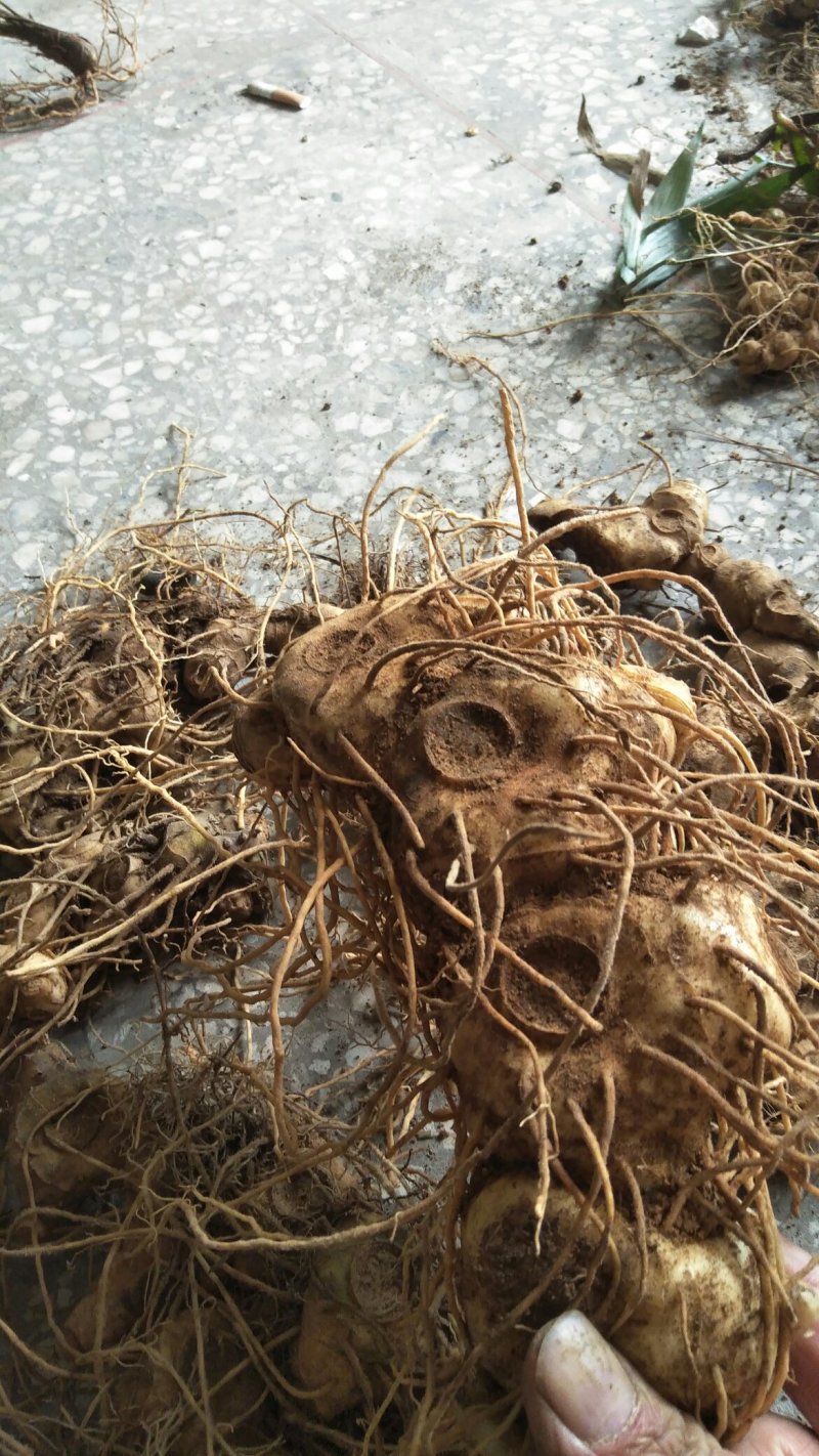 黄精种苗野生的假货包赔