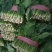 越冬菠菜20~30厘米山东省聊城市莘县基地直供