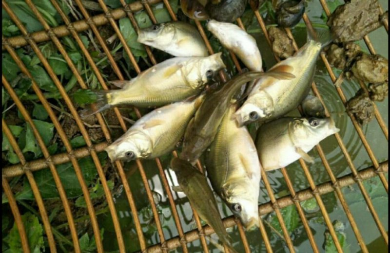 大口鲶鱼苗支持送货上门货到付款