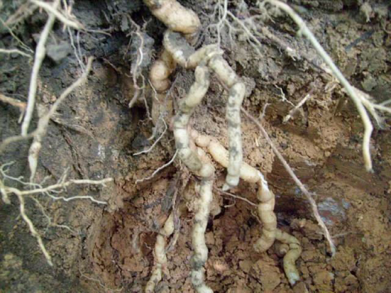 【优质药材】德庆深山纯正野生巴戟天欢迎采购