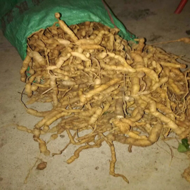 【优质药材】德庆深山纯正野生巴戟天欢迎采购