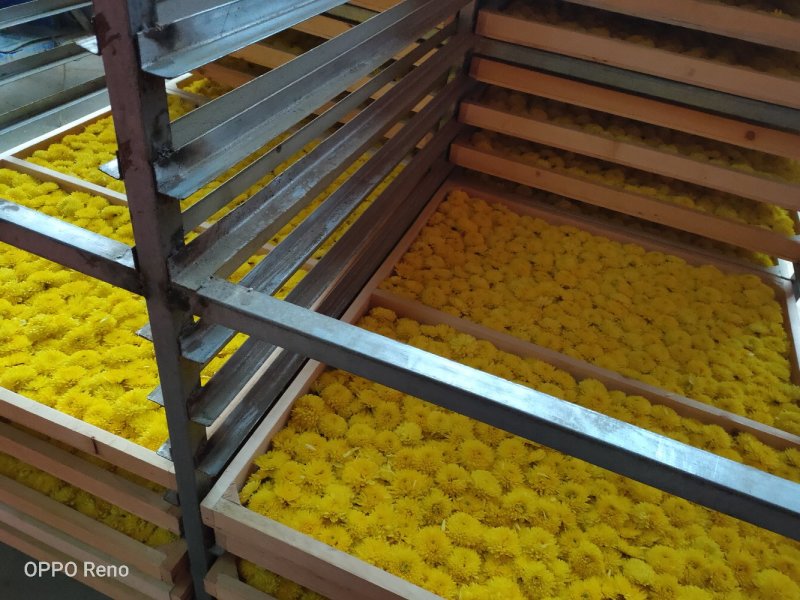 店长推荐精品婺源皇菊自产自销质量保证产地现货量大从优欢迎
