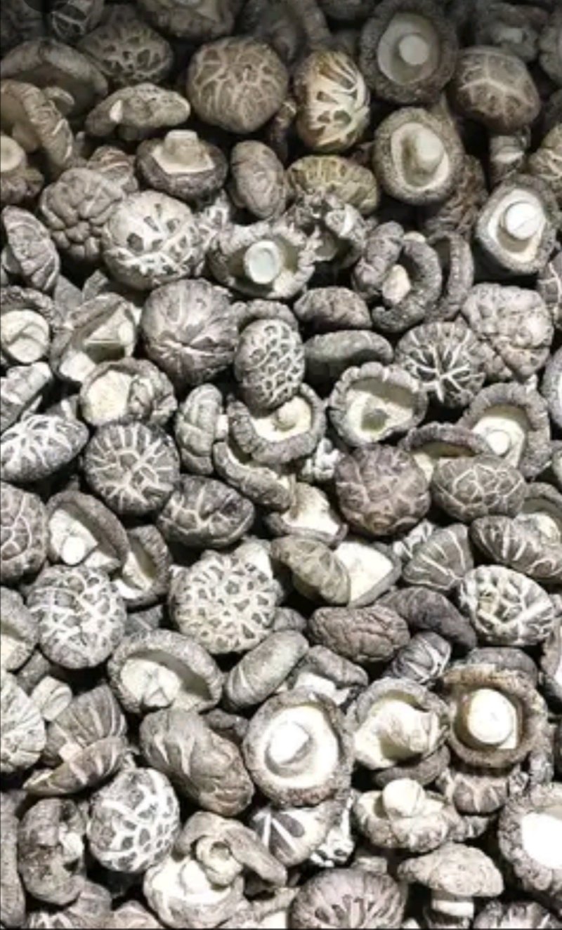 （优选）剪腿干香菇，茶花菇，随县知名特产