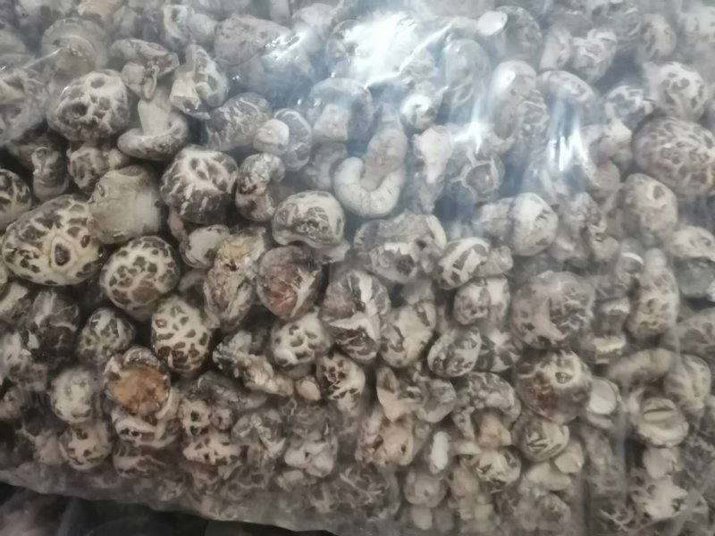 （优选）剪腿干香菇，茶花菇，随县知名特产