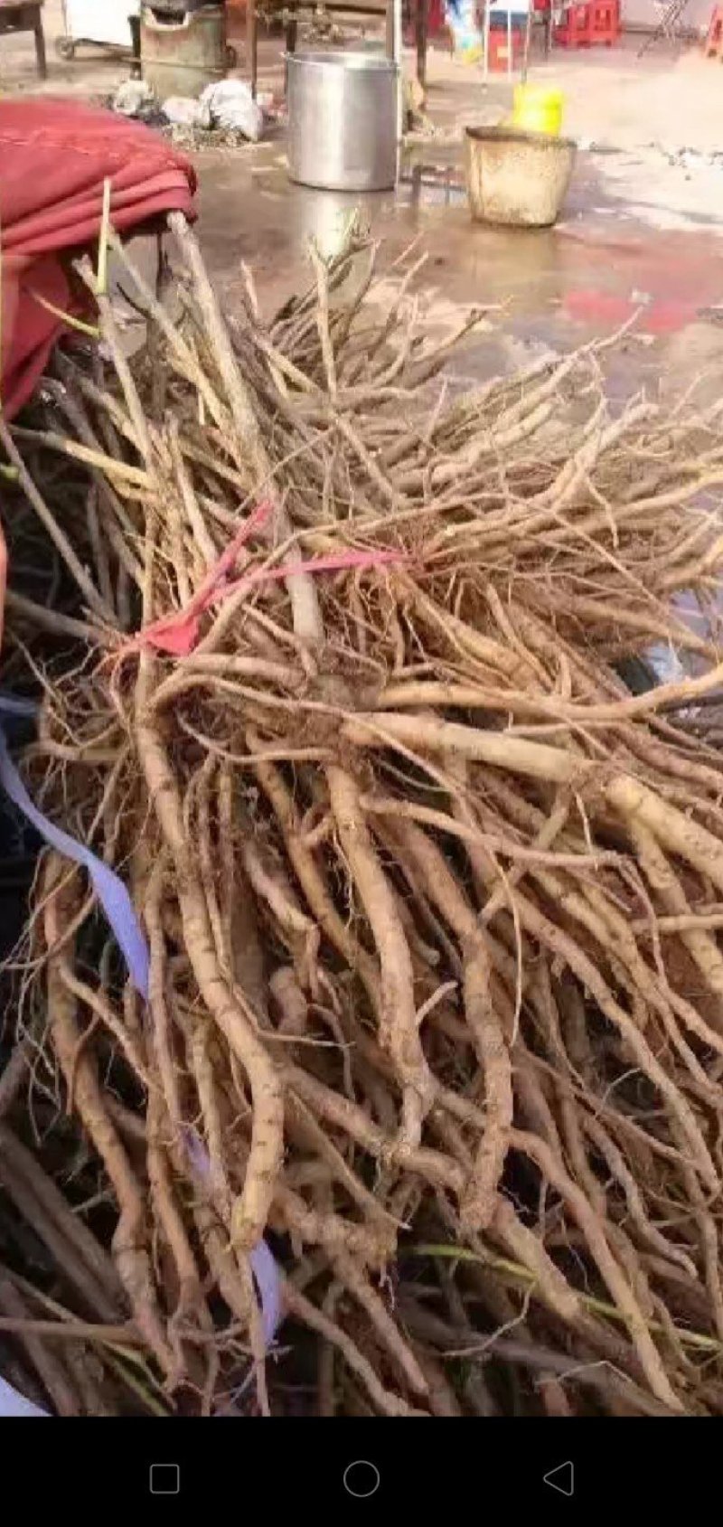 牡丹：牡丹苗，两年苗，一年苗，三年牡丹苗，成活率高