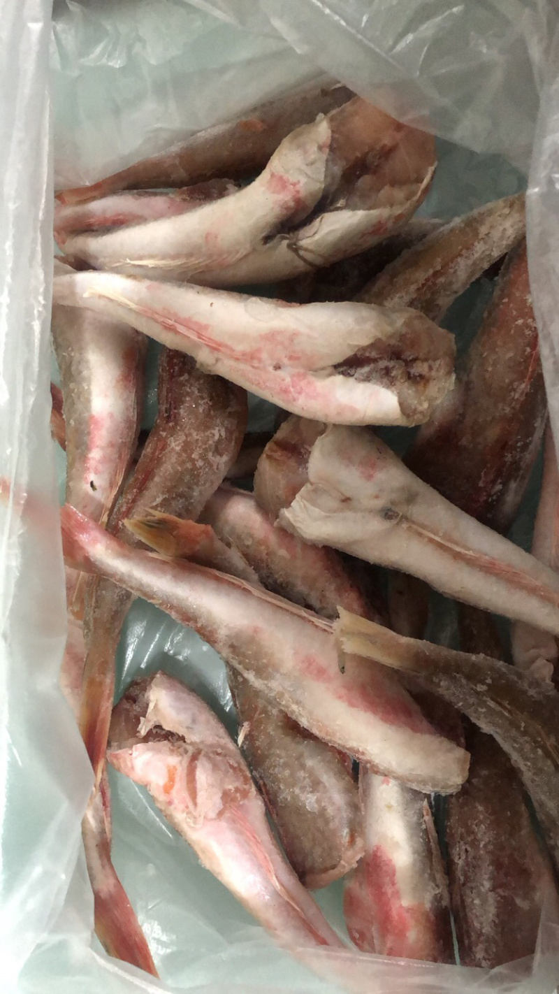 去头红头鱼红娘子鱼两去大量供应保质保量可视频看货