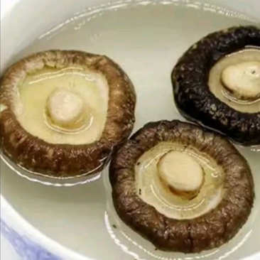 （有好货）2019新货干香菇，量大价优，欢迎批发
