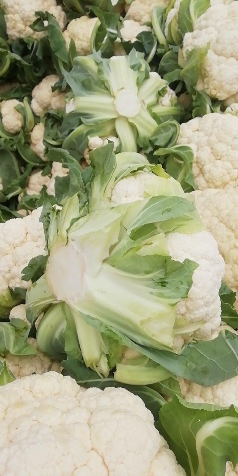 菜花实花量大有需要的联系