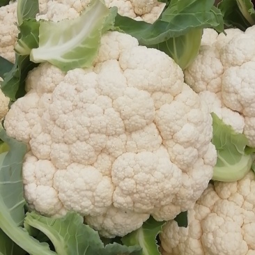 菜花实花量大有需要的联系