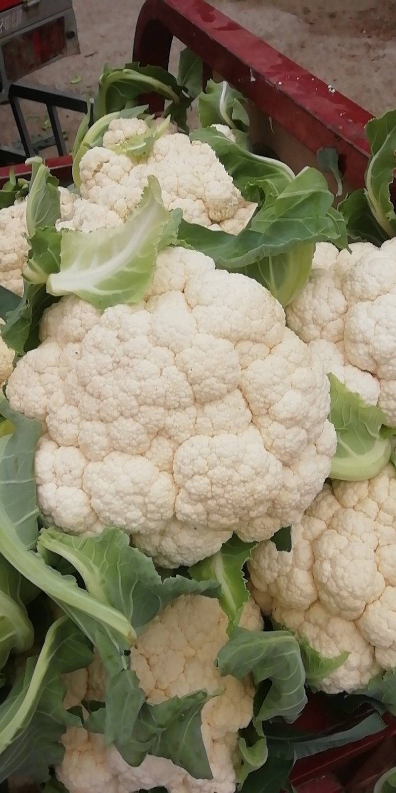 菜花实花量大有需要的联系